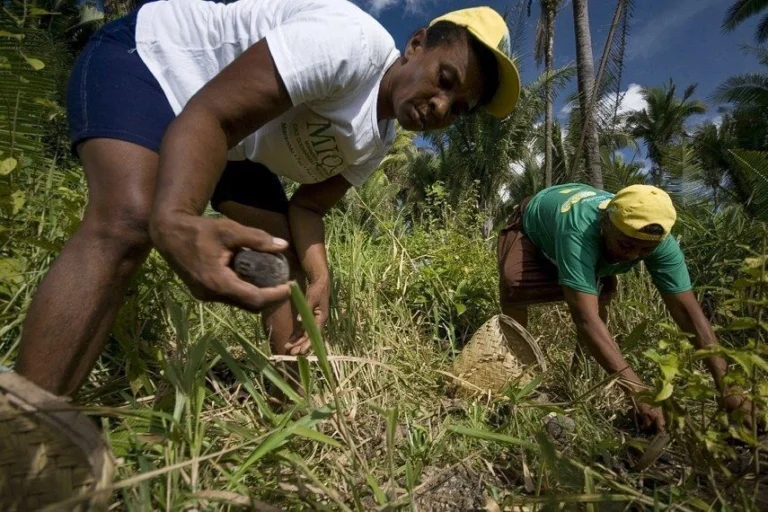 Lei reconhece quebradeiras de coco babaçu como patrimônio cultural