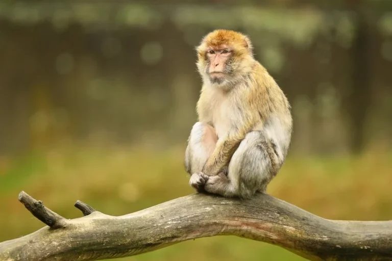 Menino morre após ser atacado por macaco criado pela própria família