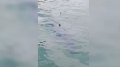 Tubarão-mako, peixe mais rápido do mundo, é avistado em Paraty (RJ)