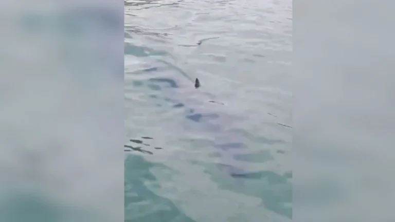 Tubarão-mako, peixe mais rápido do mundo, é avistado em Paraty (RJ)