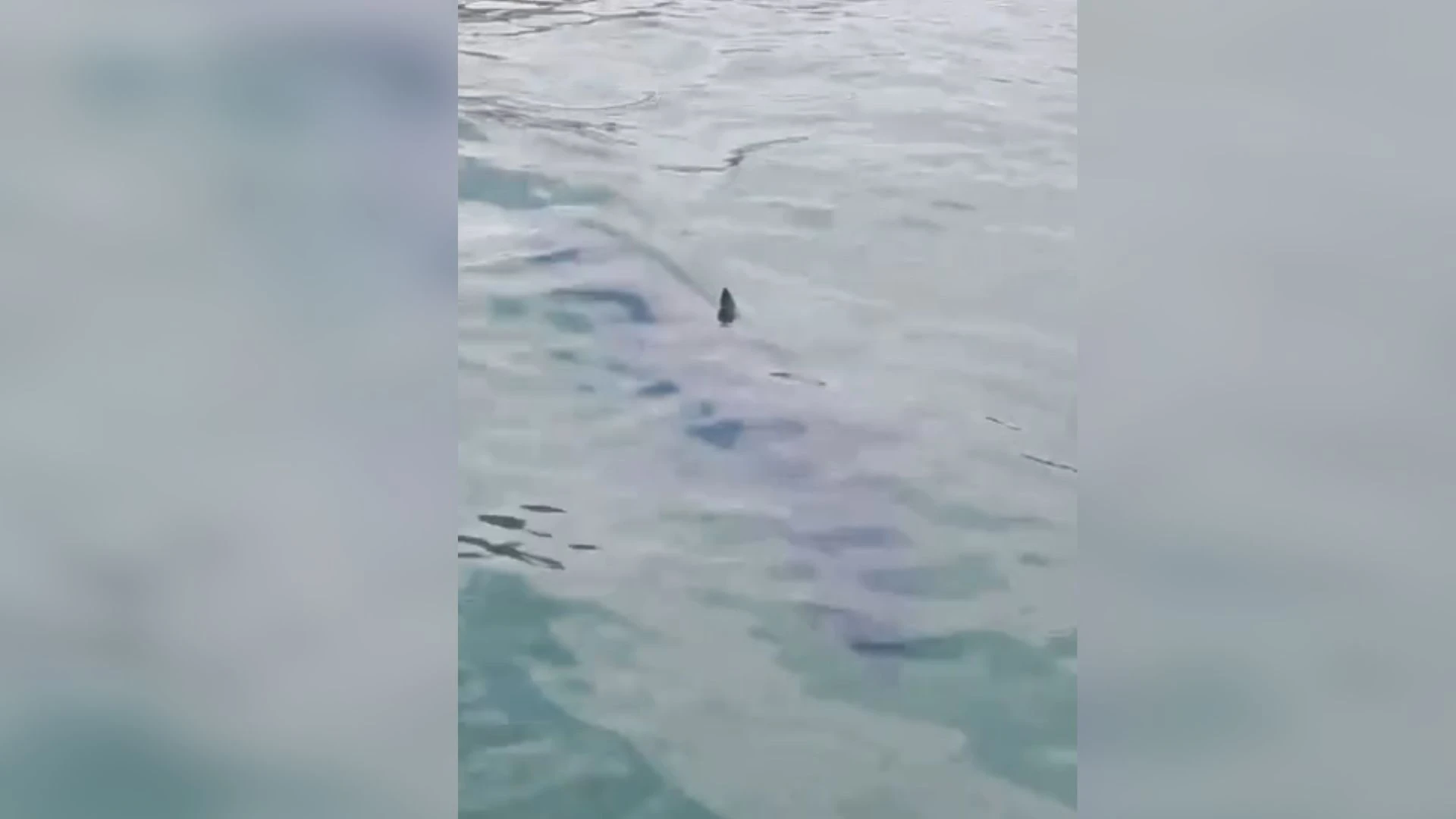 Tubarão-mako, peixe mais rápido do mundo, é avistado em Paraty (RJ)