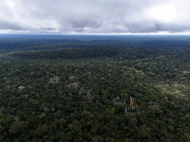 MPF obtém R$ 893 milhões em condenações por danos ambientais na Amazônia