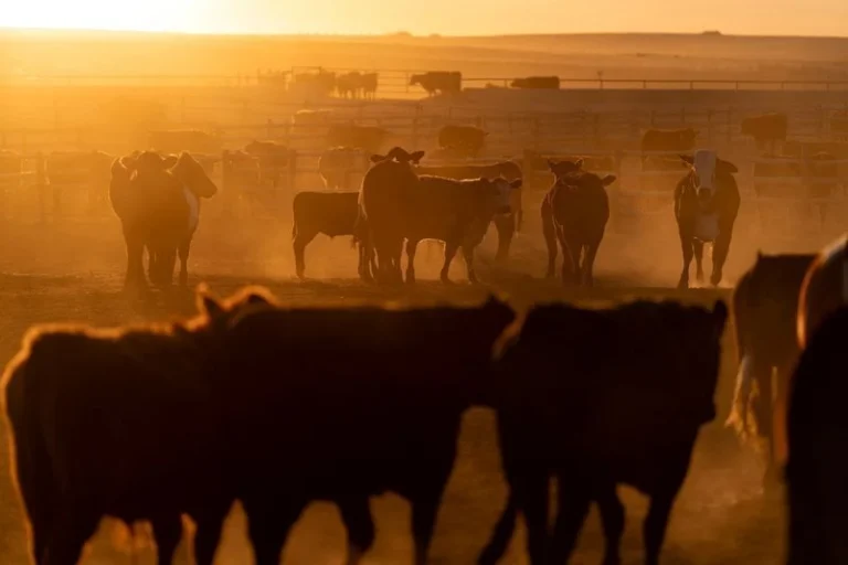 Pecuáristas dos EUA criticam plano de Trump de importação de carne