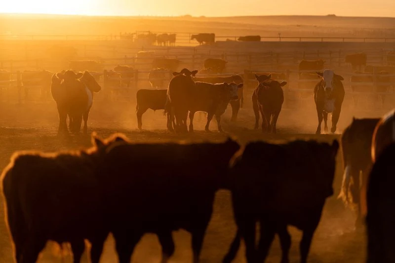 Pecuáristas dos EUA criticam plano de Trump de importação de carne