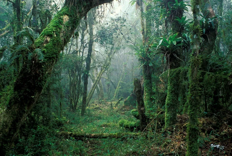 Mata Atlântica: um quarto da vegetação nativa é mata nova, aponta estudo