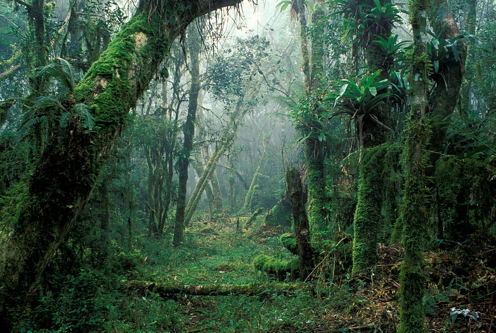 Mata Atlântica: um quarto da vegetação nativa é mata nova, aponta estudo