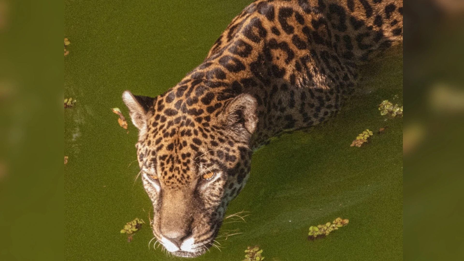 Projeto no Paraná une batalha de rimas e preservação da onça-pintada