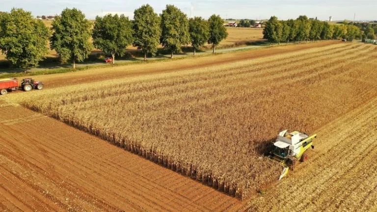 França reduz previsão da safra de milho para menor nível em décadas